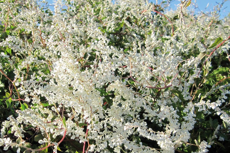 Foto einer blühenden Schlingpflanze