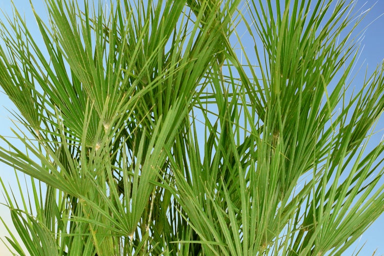 Nahaufnahme einer Mittelmeer-Zwergpalme