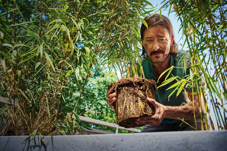Bambus pflanzen: wann, wo und wie?