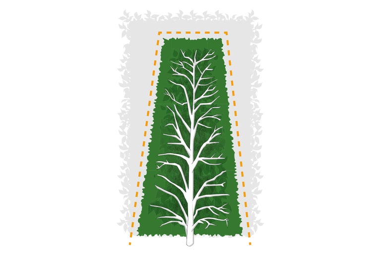 Illustration einer Schnitttechnik für Hecken mit Darstellung der Aststruktur und Trapezform.