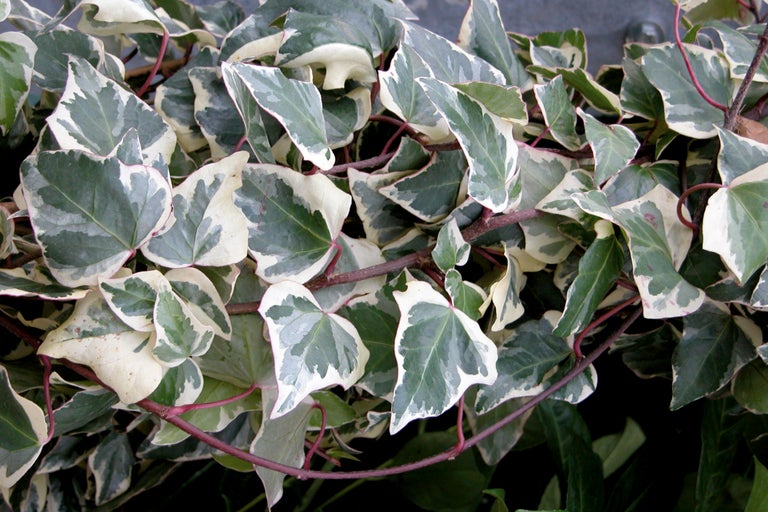 Efeu mit grün-weißen Blättern.