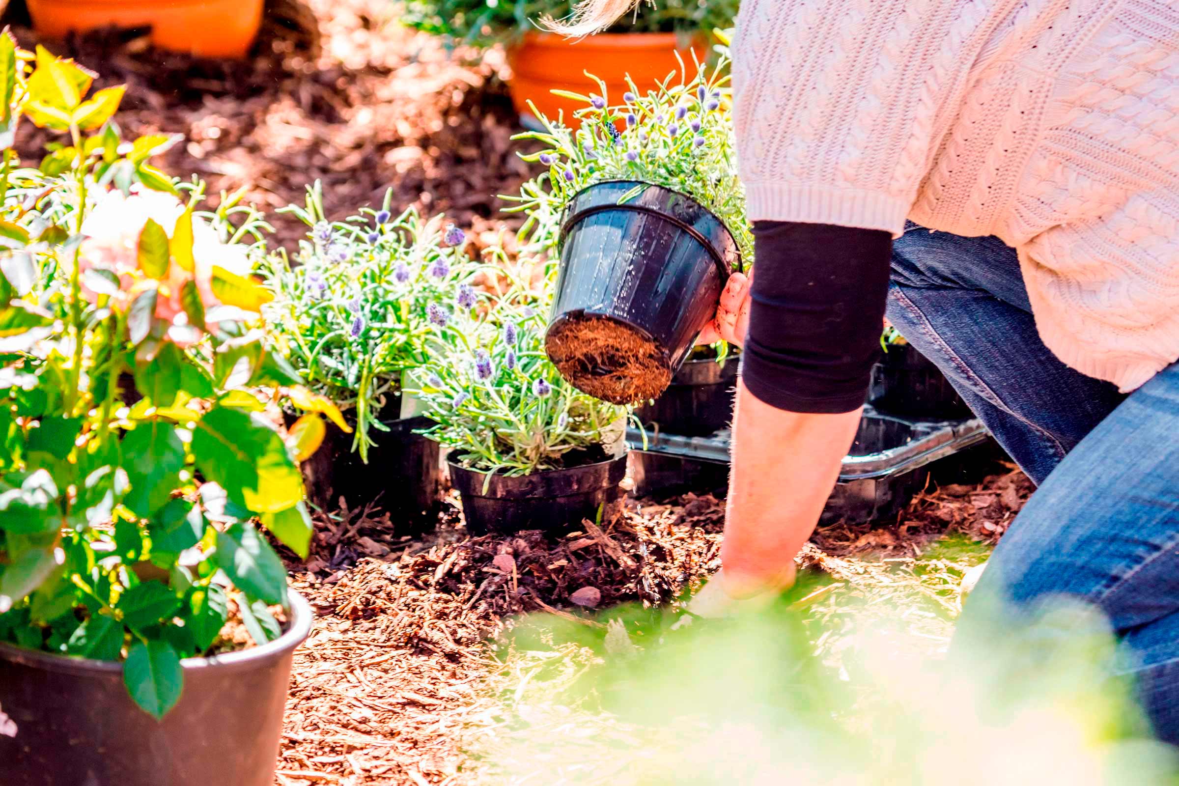 Frau pflanzt Lavendel in einen Garten