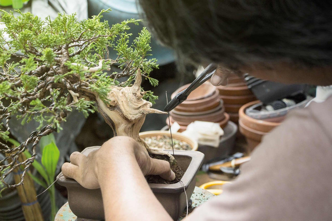 Ein Bonsai wird mit einer Gartenschere beschnitten.