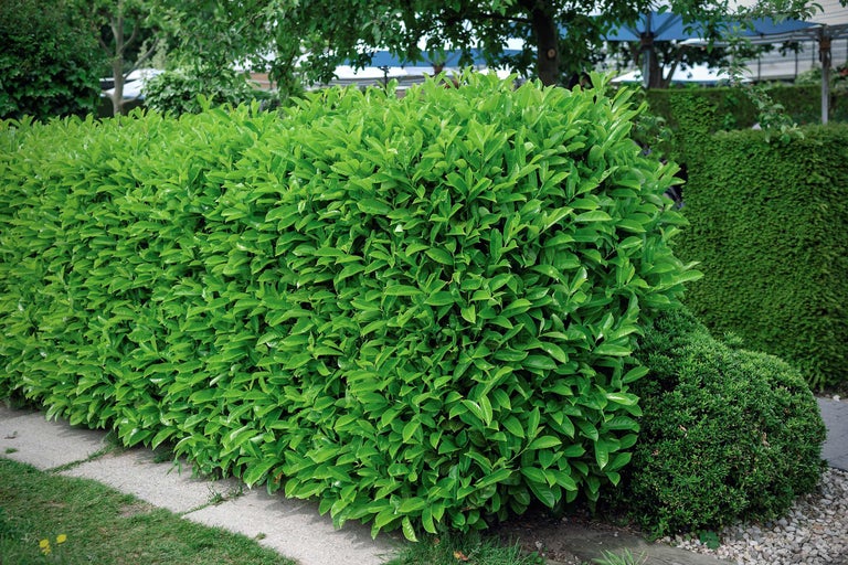 Im Garten steht eine dichte, grüne Lorbeerhecke als Sichtschutz.