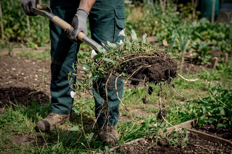 Eine Person entfernt mit einem Spaten Ackerwinde aus einem Gartenbeet.