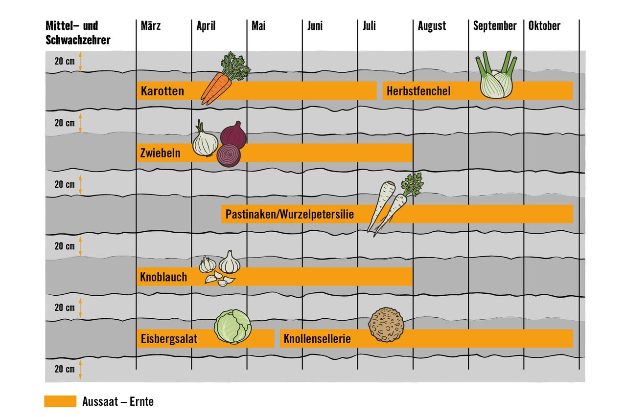Aussaat- und Erntekalender für Mittel- und Schwachzehrer Gemüse.