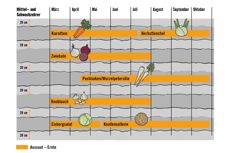 Aussaat- und Erntekalender für Mittel- und Schwachzehrer Gemüse.