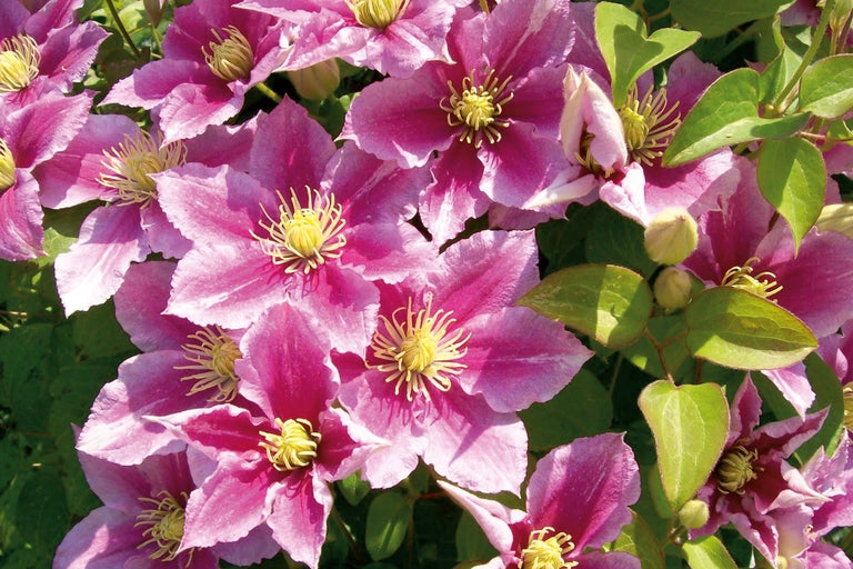 Nahaufnahme einer Gruppe rosafarbener Clematisblüten mit gelben Staubgefäßen und grünen Blättern.