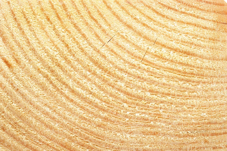 Holzquerschnitt mit Jahresringen