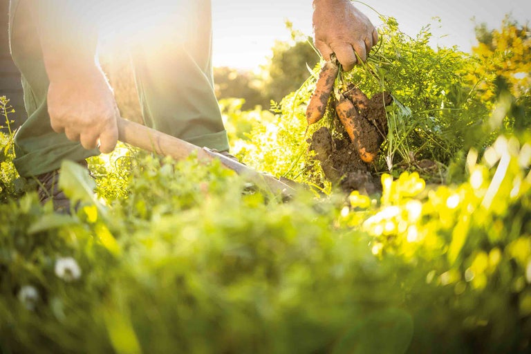 Gartenarbeit: Person erntet Karotten mit Gartengeräten