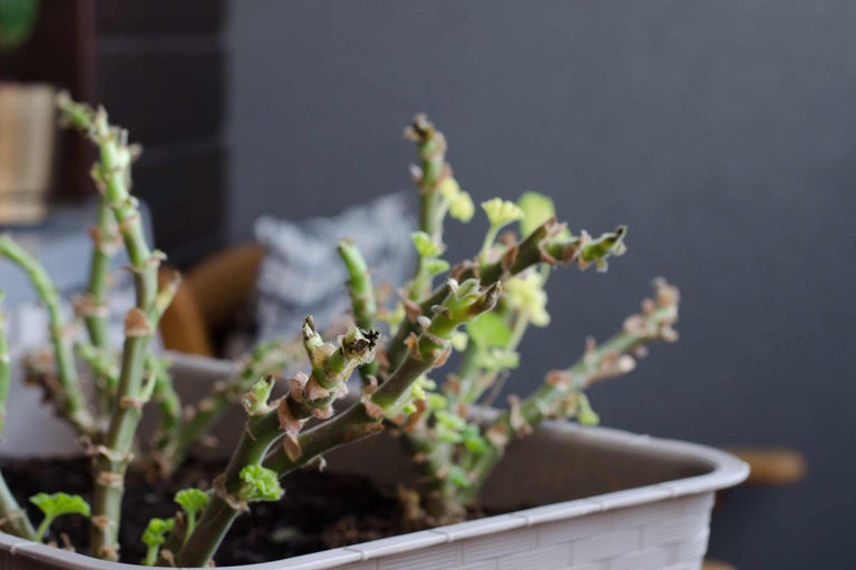 Geraniengewächs im Topf mit frischen Trieben