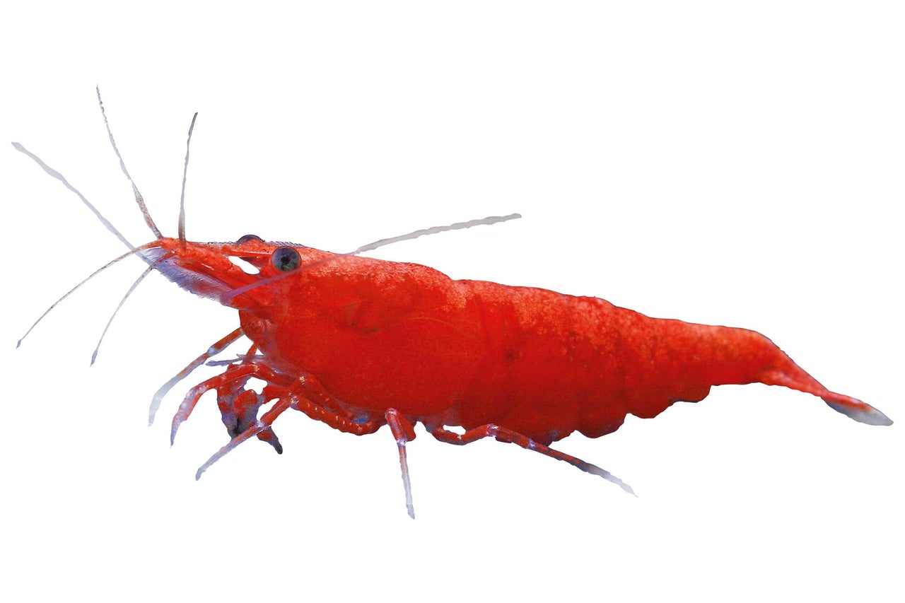 Rote Zwerggarnele für Aquarien