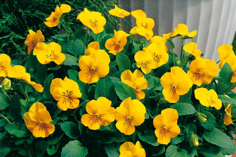 Gelbe Stiefmütterchen mit grünen Blättern in Nahaufnahme.