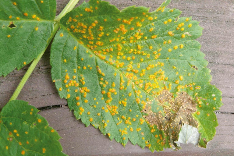 Blatt mit Rostpilzbefall