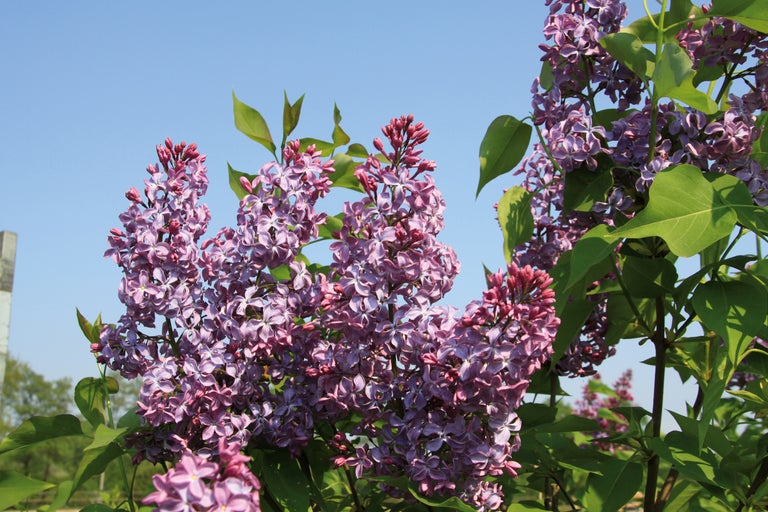 Nahaufnahme von Fliederblüten im Garten