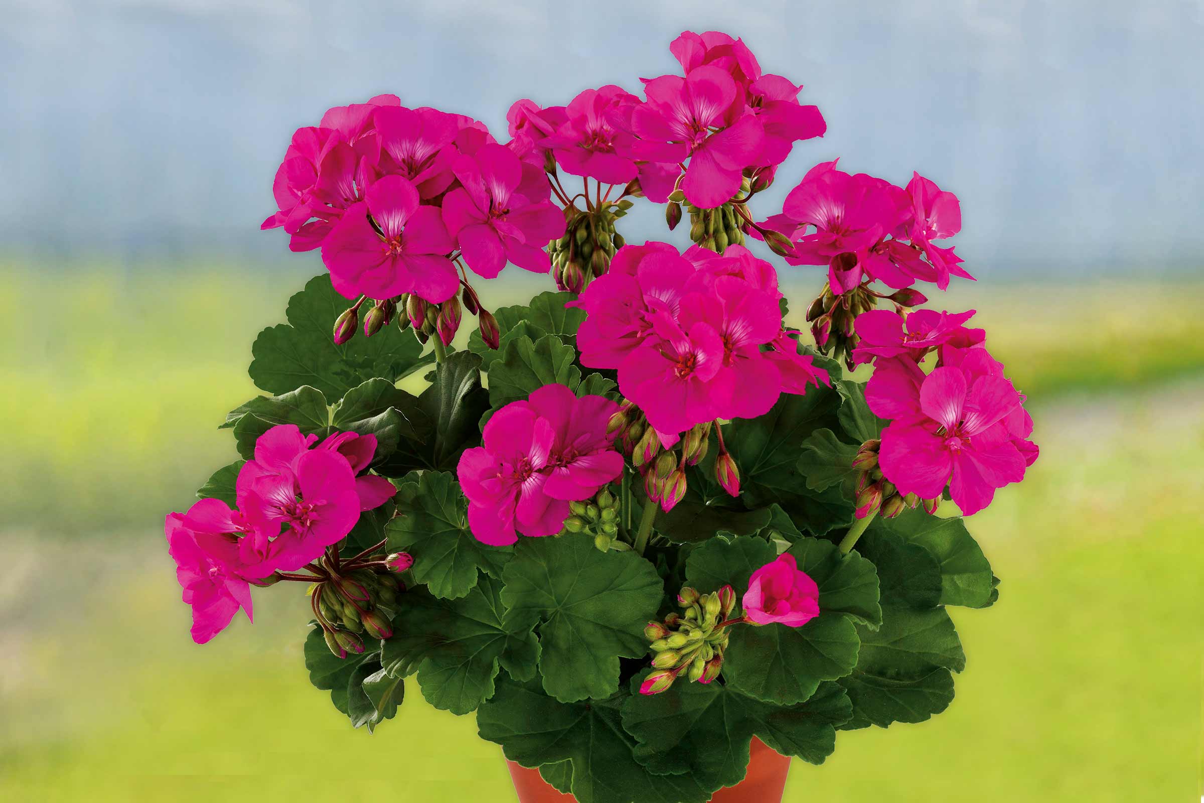 Geranie mit pinkfarbenen Blüten und grünen Blättern in einem Topf