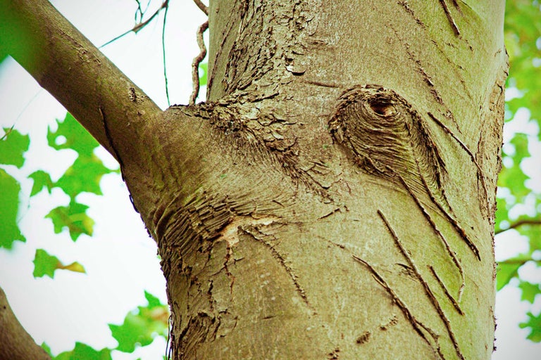 Nahaufnahme von Baumstamm und Ast mit Baumrinde