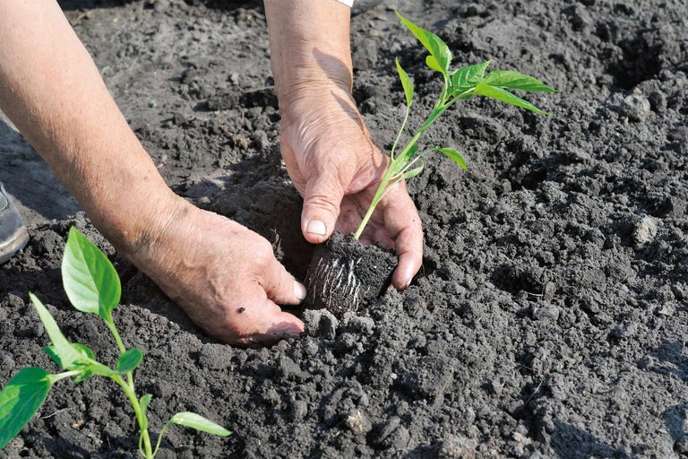 Eine Person pflanzt eine Setzling in den Gartenboden.