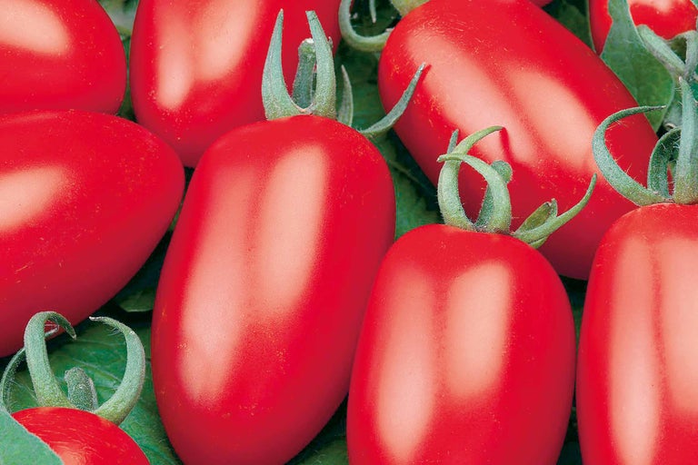 San Marzano Tomaten auf Blättern