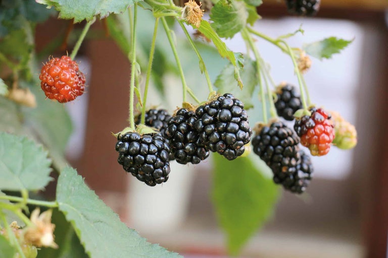 Nahaufnahme von Brombeeren am Strauch