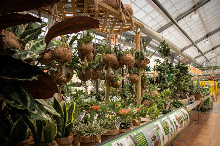 Innenraum eines Gartencenters mit verschiedenen Topfpflanzen und Hängepflanzen in Kokosfaser-Töpfen.