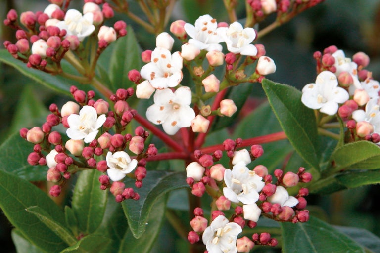 Nahaufnahme von Schneeballblüten mit Knospen und Blättern