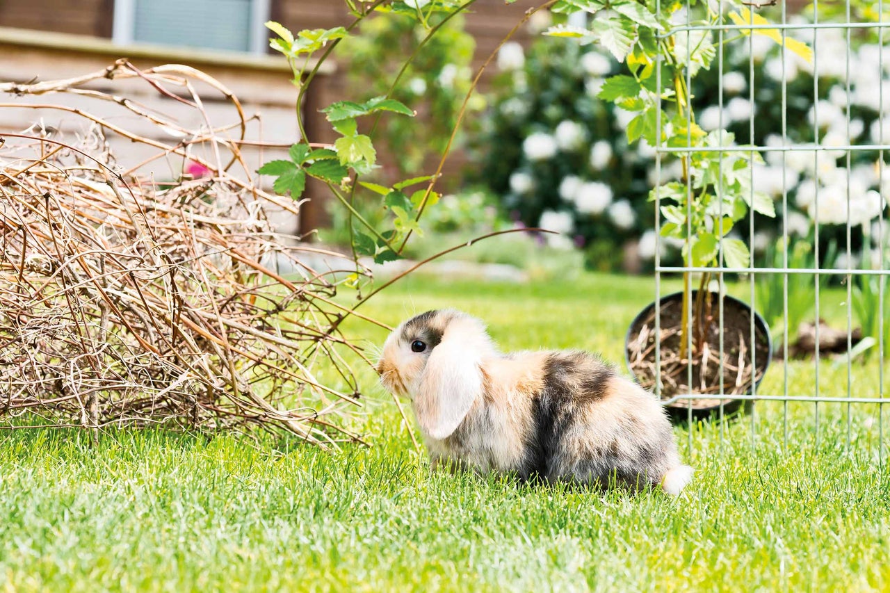 Ein Kaninchen auf einer Rasenfläche im Garten