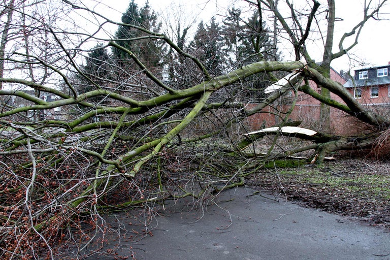 Umgestürzter Baum liegt auf der Straße nach einem Sturm.