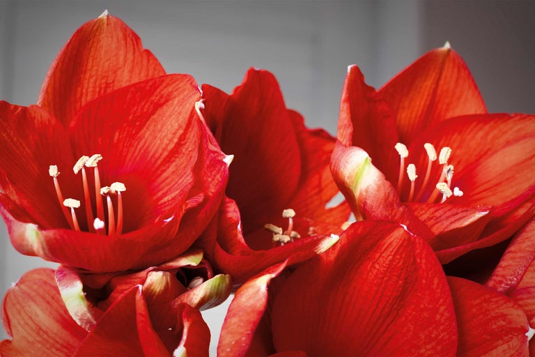 Nahaufnahme einer Amaryllisblüte