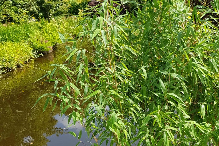 Bambuspflanze am Ufer eines Gewässers im Garten.