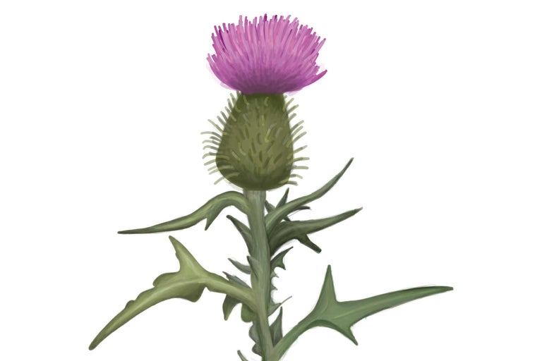 Distelblüte mit Stiel und Blättern