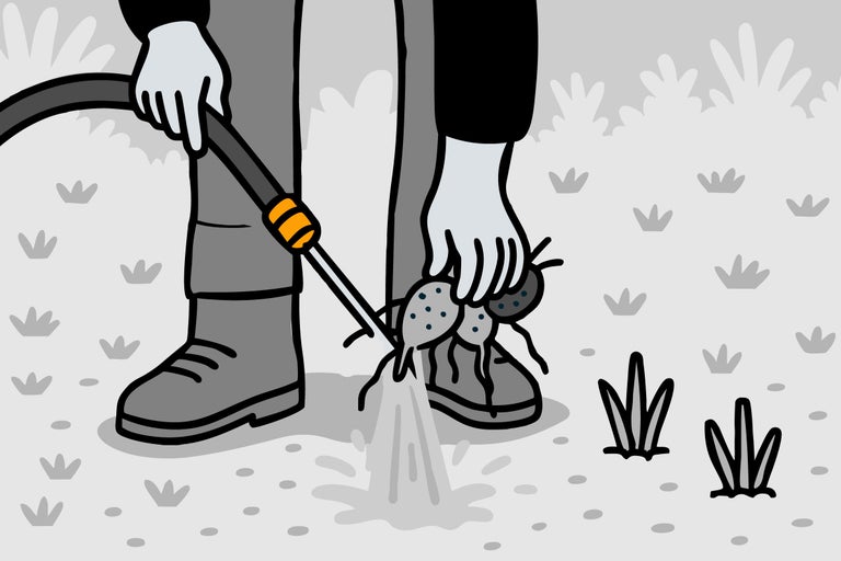 Illustration einer Person, die mit einem Gartenschlauch die Dahlienknollen säubert