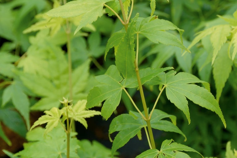 Nahaufnahme von japanischem Ahornlaub