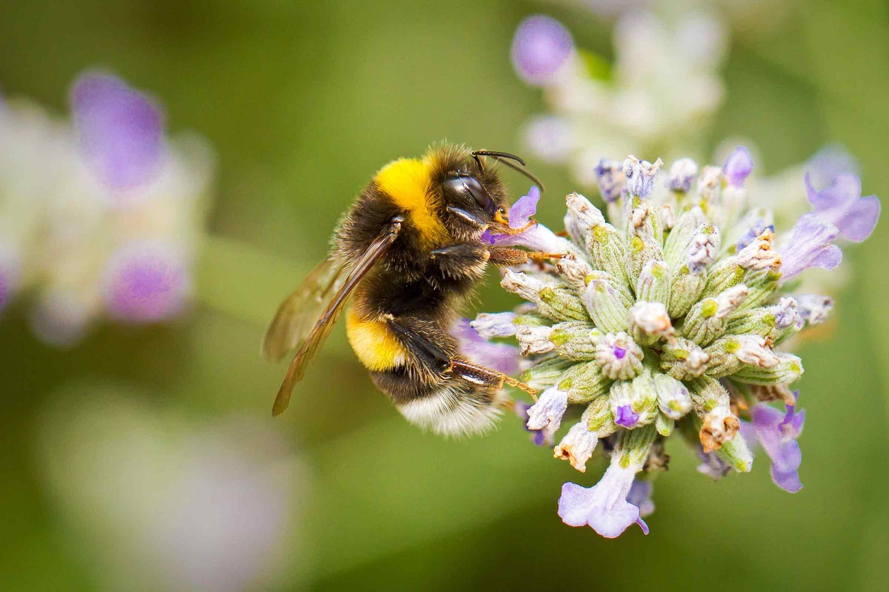 Nahaufnahme einer Hummel auf einer Lavendelblüte
