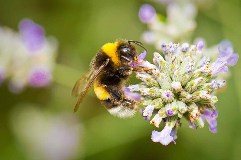 Nahaufnahme einer Hummel auf einer Lavendelblüte