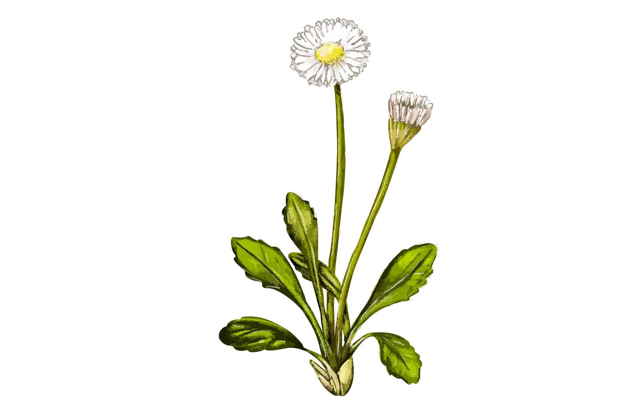 Gänseblümchen Pflanze