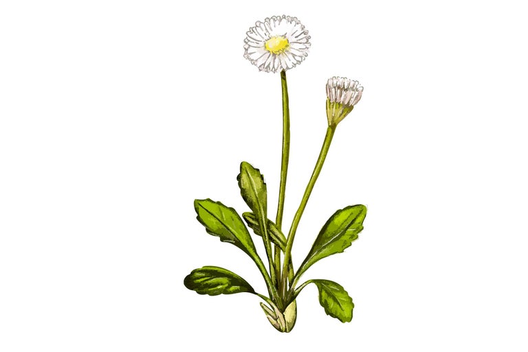 Gänseblümchen Pflanze