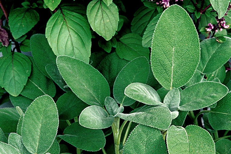 Nahaufnahme von Salbeiblättern