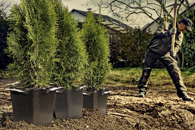 Szene mit drei Thuja-Pflanzen in Töpfen und einer Person, die im Garten gräbt
