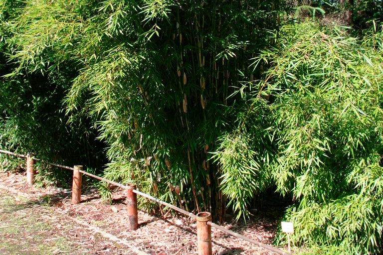 Bambushecke im Garten mit hölzernem Zaun