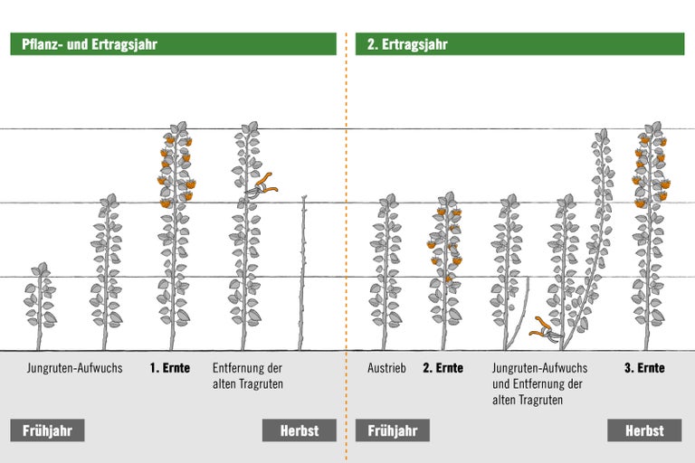 Illustration zur Himbeerernte im ersten und zweiten Jahr