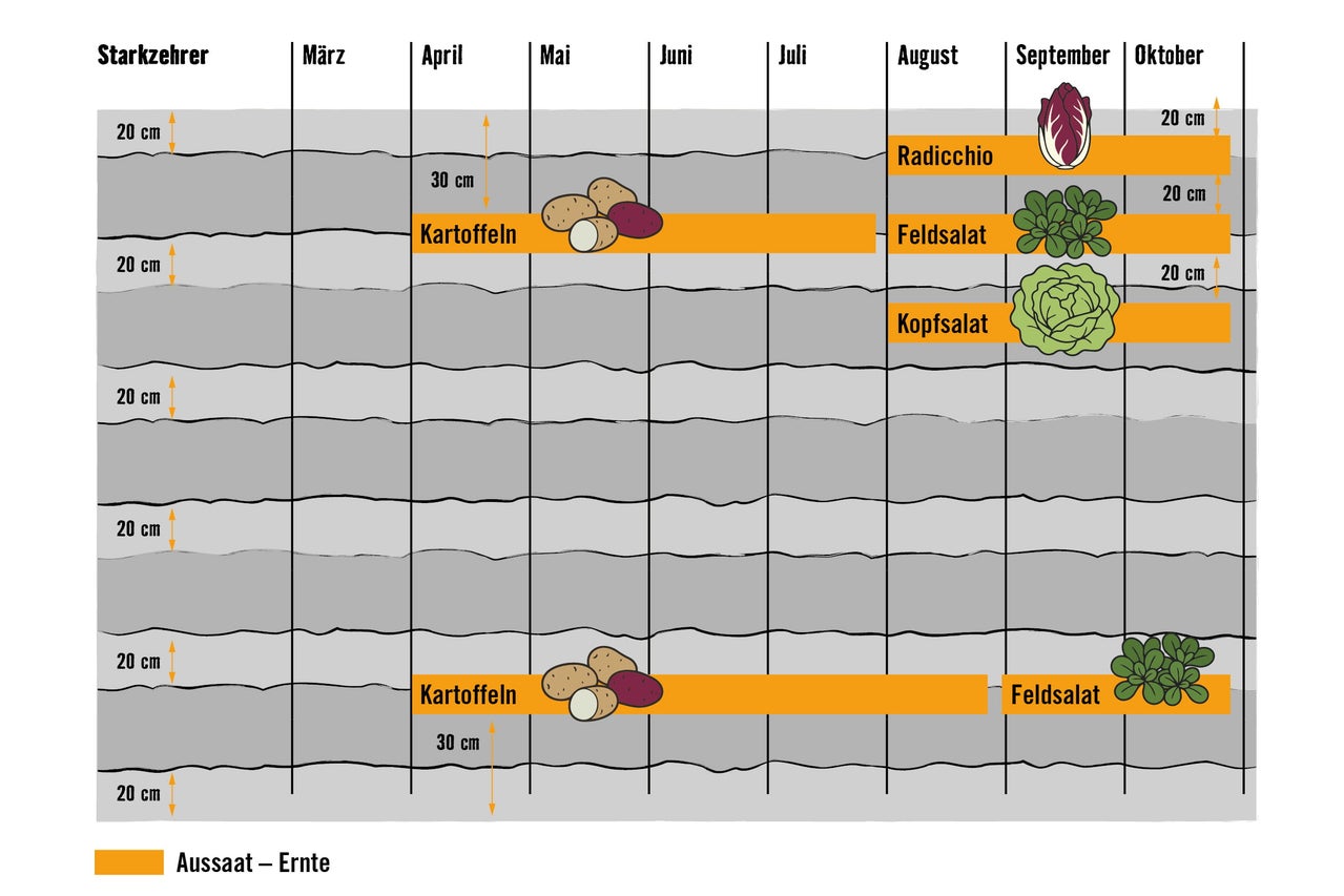 Infografik zum Anbau von Starkzehrern wie Kartoffeln und Salaten mit Aussaat- und Erntezeiten sowie Abständen von 20 bis 30 Zentimetern.