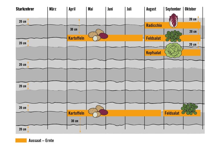 Infografik zum Anbau von Starkzehrern wie Kartoffeln und Salaten mit Aussaat- und Erntezeiten sowie Abständen von 20 bis 30 Zentimetern.