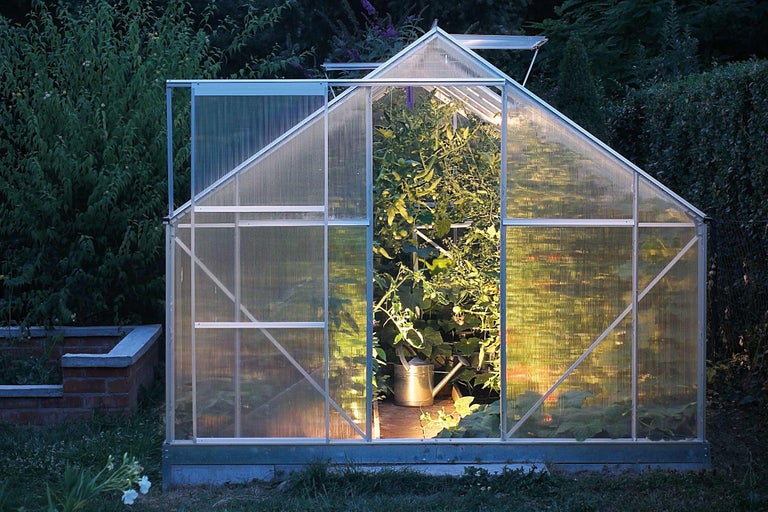 Gewächshaus mit geöffneter Tür und Pflanzen im Inneren