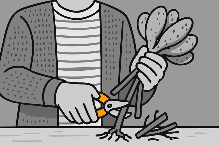 Illustration einer Person, die mit einer Gartenschere die Stängel der Dahlienknollen kürzt