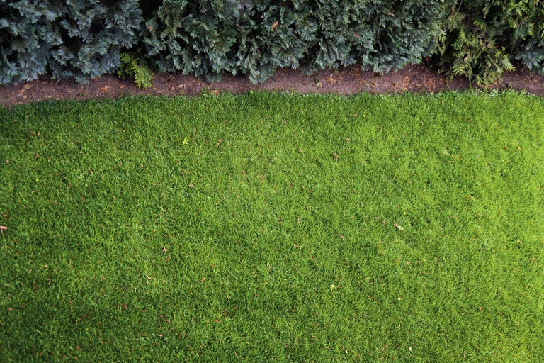 Ansicht eines Rasens neben einer Hecke