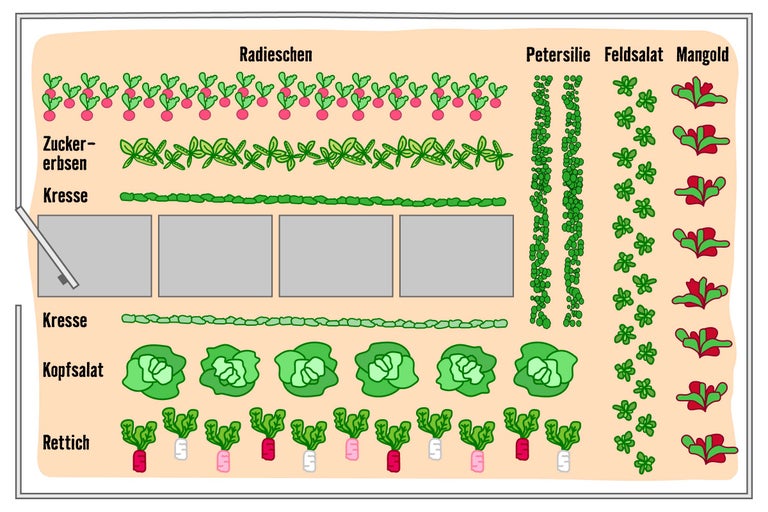 Illustration eines Gemüsebeets mit Radieschen, Zuckererbsen, Kresse, Petersilie, Feldsalat, Mangold, Kopfsalat und Rettich