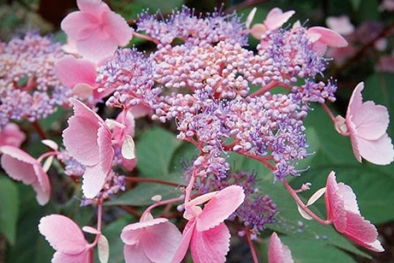 Rispenhortensie mit rosa und lila Blüten