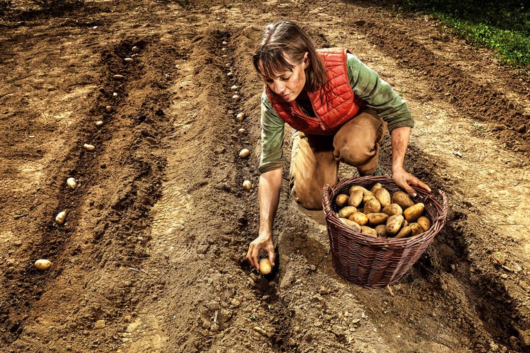 Kartoffeln pflanzen