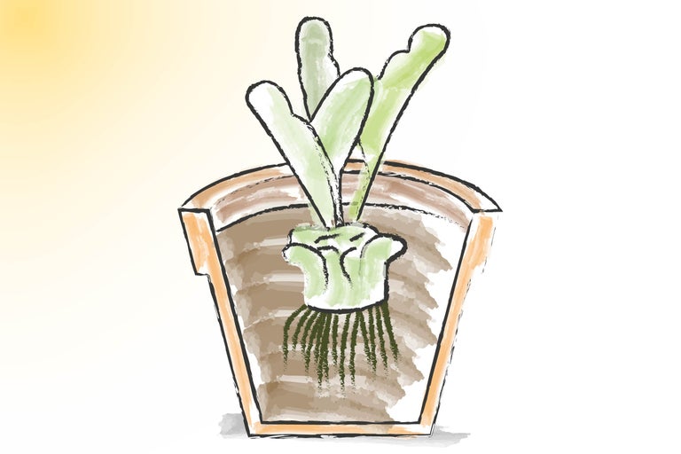 Gezeichnete Pflanze in einem Blumentopf